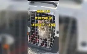 包含排球赛场再起风云：云贵鲨队队失利江汉独角兽队，赛场气氛火爆豪门底蕴再次显现的词条